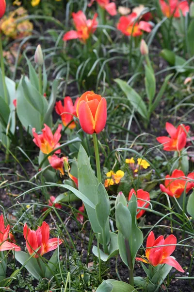 DSC_6921 (Large).JPG